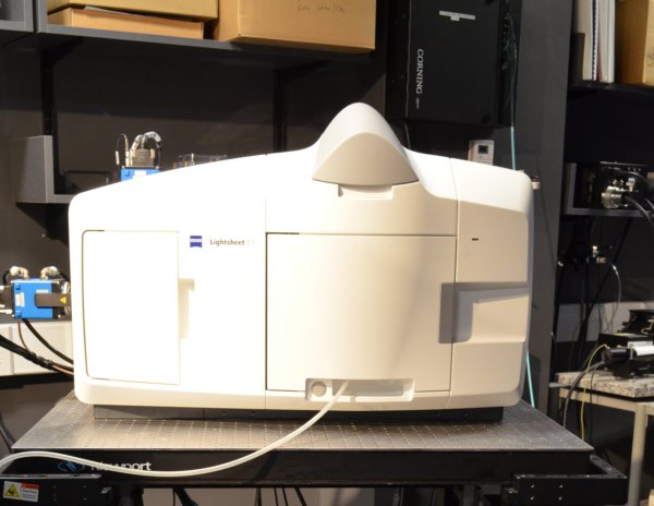 HCBI: Zeiss Lightsheet Time-Lapse